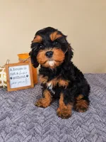 Ruger, a male Cavapoo for sale in Louisville, KY – 4 of 4
