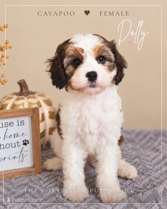 Dolly – Cavapoo puppy on hold in Louisville, KY