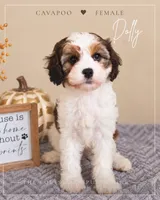 Dolly, a female Cavapoo for sale in Louisville, KY – 1 of 4