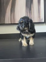 Bernie, a male Miniature Bernedoodle for sale in Louisville, KY – 4 of 4