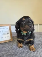 Chai- AKC, a female Miniature Dachshund for sale in Louisville, KY – 5 of 6