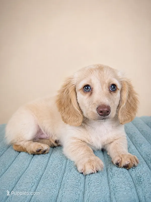Dallas – Miniature Dachshund puppy for sale in Louisville, KY