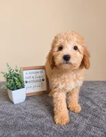 Alfredo- Al, a male Miniature Goldendoodle for sale in Louisville, KY – 4 of 4