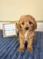 Bennett, a male Cavapoo for sale in Louisville, KY – 2 of 5