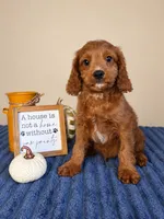 Jerry, a male Cavapoo for sale in Louisville, KY – 4 of 6