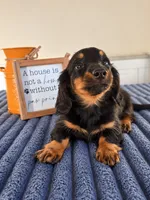 Zelda, a female Miniature Dachshund for sale in Louisville, KY – 6 of 7