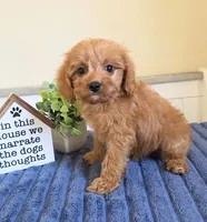 Cash, a male Cavapoo for sale in Louisville, KY – 2 of 5