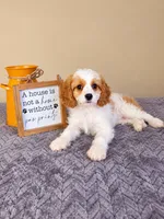 Chloe, a female Cavapoo for sale in Louisville, KY – 3 of 4