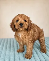 Cal, a male Cavapoo for sale in Louisville, KY – 2 of 2