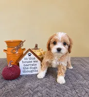 Tink, a female Cavapoo for sale in Louisville, KY – 3 of 3