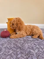Harlow, a male Cavapoo for sale in Louisville, KY – 3 of 4