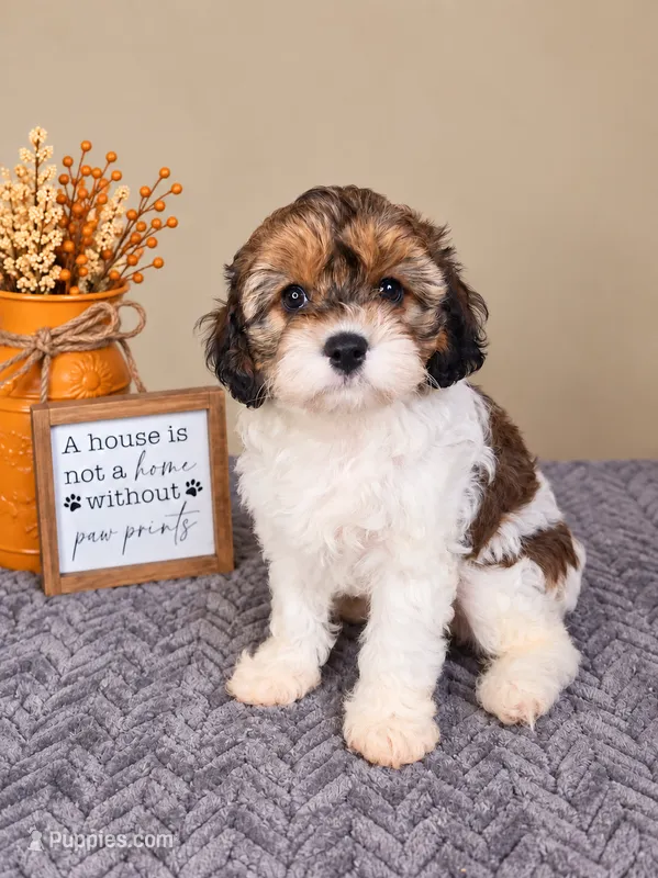 Birdie – Cavapoo puppy for sale in Louisville, KY