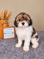 Birdie, a female Cavapoo for sale in Louisville, KY – 1 of 4