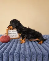 Link, a male Miniature Dachshund for sale in Louisville, KY – 4 of 5