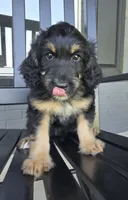 Benny, a male Miniature Bernedoodle for sale in Louisville, KY – 4 of 4