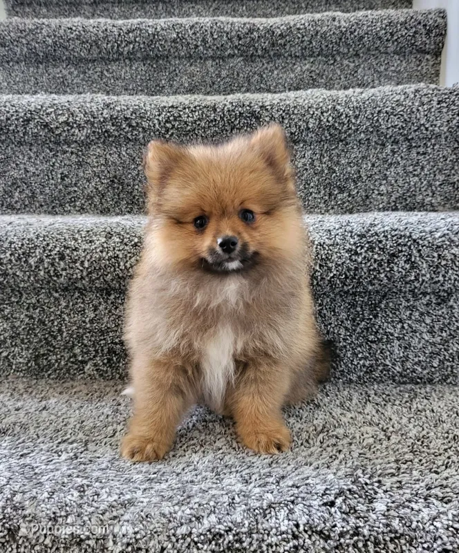 Percy – Pomeranian puppy for sale in Louisville, KY