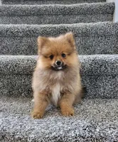 Percy, a male Pomeranian for sale in Louisville, KY – 1 of 2