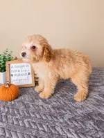 Ziti, a female Miniature Goldendoodle for sale in Louisville, KY – 3 of 4