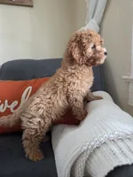 Harlow, a male Cavapoo for sale in Louisville, KY – 4 of 4