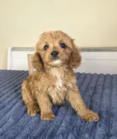 Bennett, a male Cavapoo for sale in Louisville, KY – 2 of 4