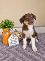 Olive, a female Australian Shepherd for sale in Louisville, KY – 3 of 3
