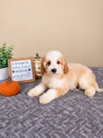 Mac, a male Miniature Goldendoodle for sale in Louisville, KY – 4 of 4