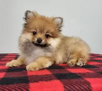 Poppy, a female Pomeranian for sale in Louisville, KY – 1 of 2