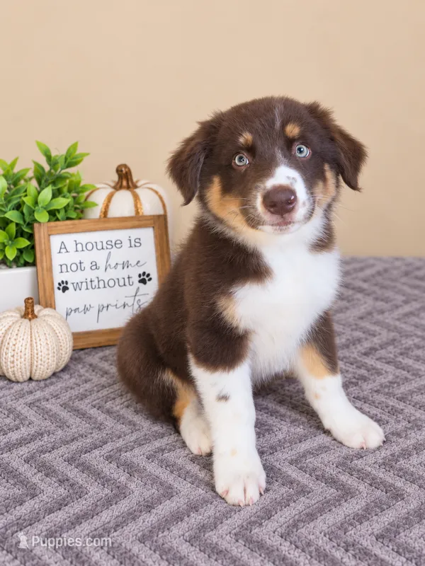 Remy – Australian Shepherd puppy for sale in Louisville, KY