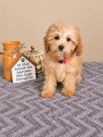 Tilly, a male Miniature Goldendoodle for sale in Louisville, KY – 1 of 3