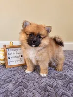 Mars, a male Pomeranian for sale in Louisville, KY – 3 of 4