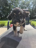 Bernie, a male Miniature Bernedoodle for sale in Louisville, KY – 4 of 4