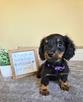Clover- AKC, a female Miniature Dachshund for sale in Louisville, KY – 5 of 6
