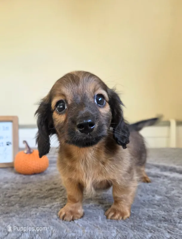 Nutmeg- AKC  – Miniature Dachshund puppy for sale in Louisville, KY