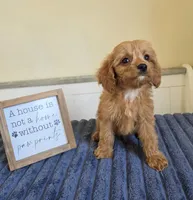 Cash, a male Cavapoo for sale in Louisville, KY – 3 of 3