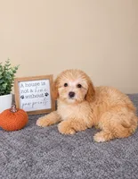Ziti, a female Miniature Goldendoodle for sale in Louisville, KY – 2 of 4