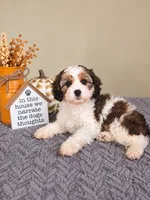 Dolly, a female Cavapoo for sale in Louisville, KY – 4 of 4