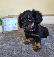 Clover- AKC, a female Miniature Dachshund for sale in Louisville, KY – 4 of 6
