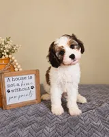 Dolly, a female Cavapoo for sale in Louisville, KY – 2 of 4