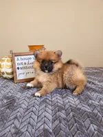Mars, a male Pomeranian for sale in Louisville, KY – 2 of 4