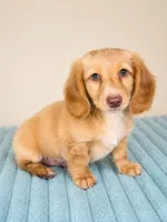 Dexter, a male Miniature Dachshund for sale in Louisville, KY – 3 of 3