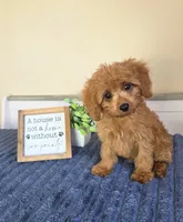 Clark, a male Cavapoo for sale in Louisville, KY – 7 of 7