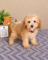 Tilly, a male Miniature Goldendoodle for sale in Louisville, KY – 3 of 3