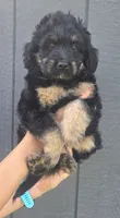 Bernie, a male Miniature Bernedoodle for sale in Louisville, KY – 3 of 4