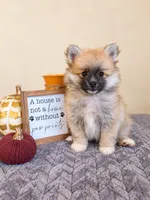 Boone, a male Pomeranian for sale in Louisville, KY – 3 of 3