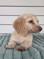 Dallas, a male Miniature Dachshund for sale in Louisville, KY – 2 of 2