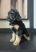 Bernie, a male Miniature Bernedoodle for sale in Louisville, KY – 2 of 4