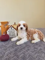 Flynn, a male Cavapoo for sale in Louisville, KY – 2 of 3