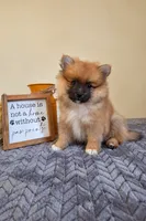 Mars, a male Pomeranian for sale in Louisville, KY – 4 of 4