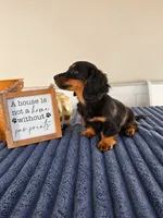 Zelda, a female Miniature Dachshund for sale in Louisville, KY – 3 of 7