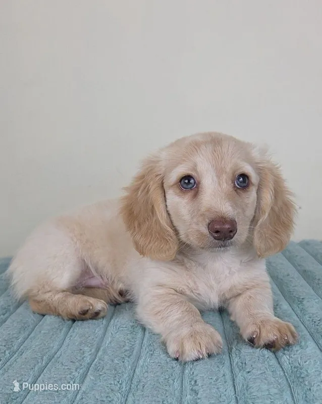 Dallas – Miniature Dachshund puppy for sale in Louisville, KY